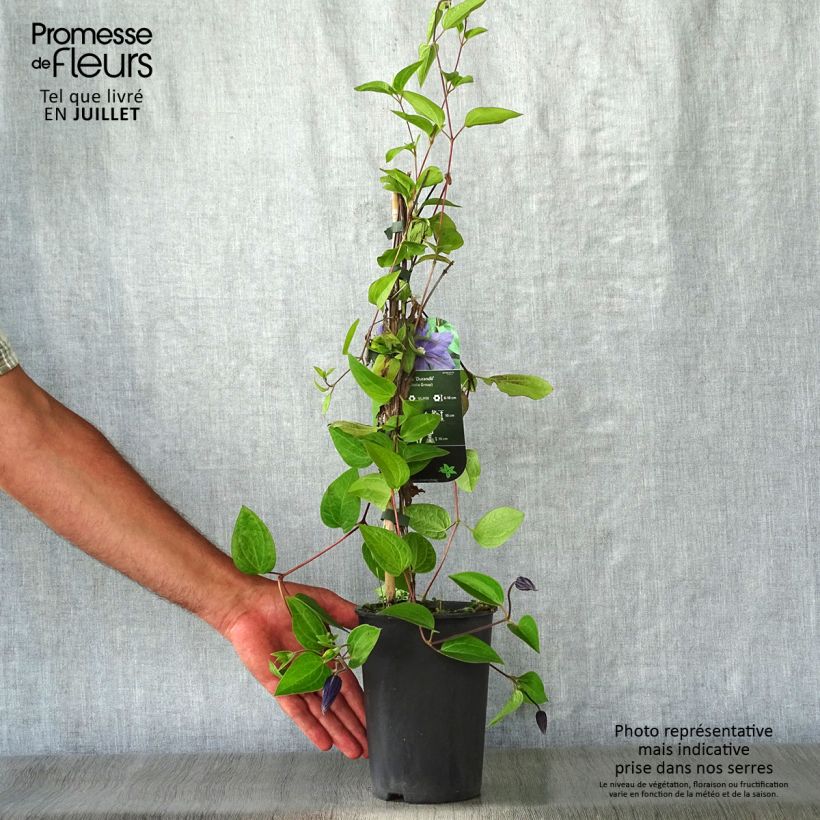Exemplaar van Clematis integrifolia Durandii - Struikclematis Pot van 2 l/3 l zoals geleverd in de zomer