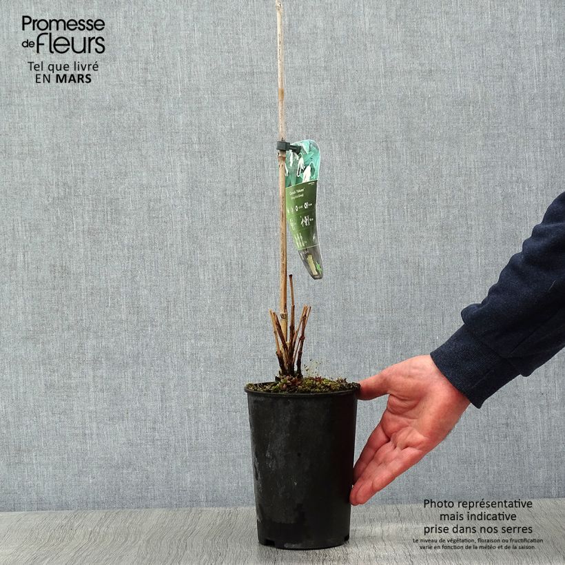 Example of Clématite - Clematis integrifolia Hakuree Pot van 2 l/3 l as you get in hiver