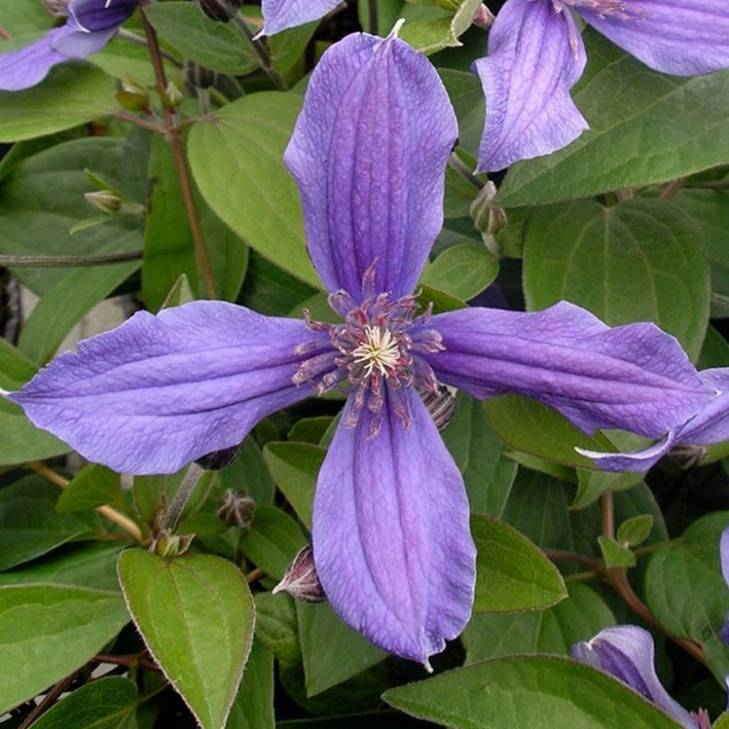 Clematis integrifolia Miranda Floclemi - Struikclematis (Bloei)