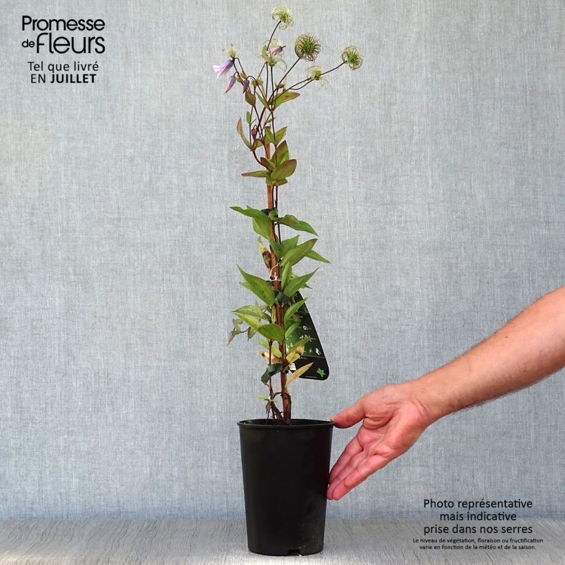 Exemplaar van Clematis integrifolia Twinkle - Struikclematis Pot van 2 l/3 l zoals geleverd in de zomer