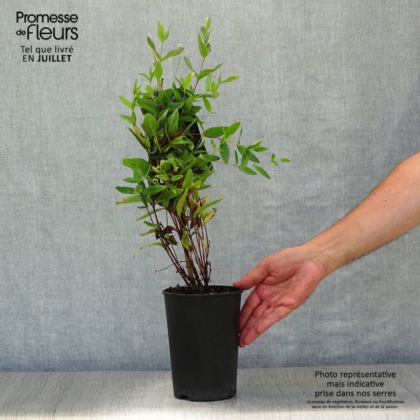 Exemplaar van Clematis integrifolia - Struikclematis Pot van 2 l/3 l zoals geleverd in de zomer