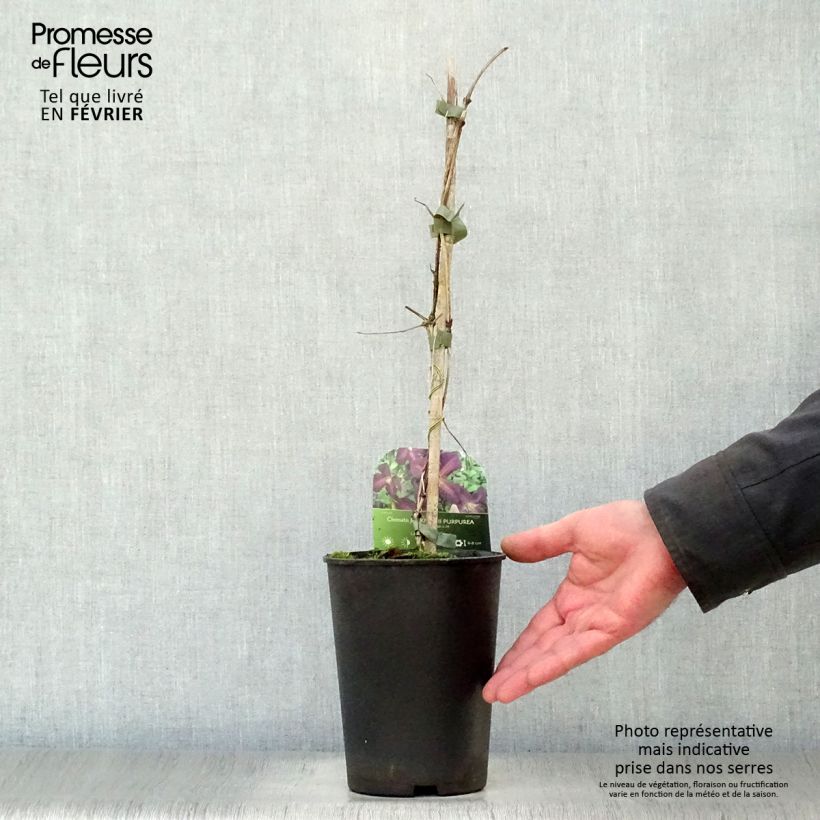 Example of Clématite - Clematis jackmanii Purpurea Pot van 2 l/3 l as you get in hiver