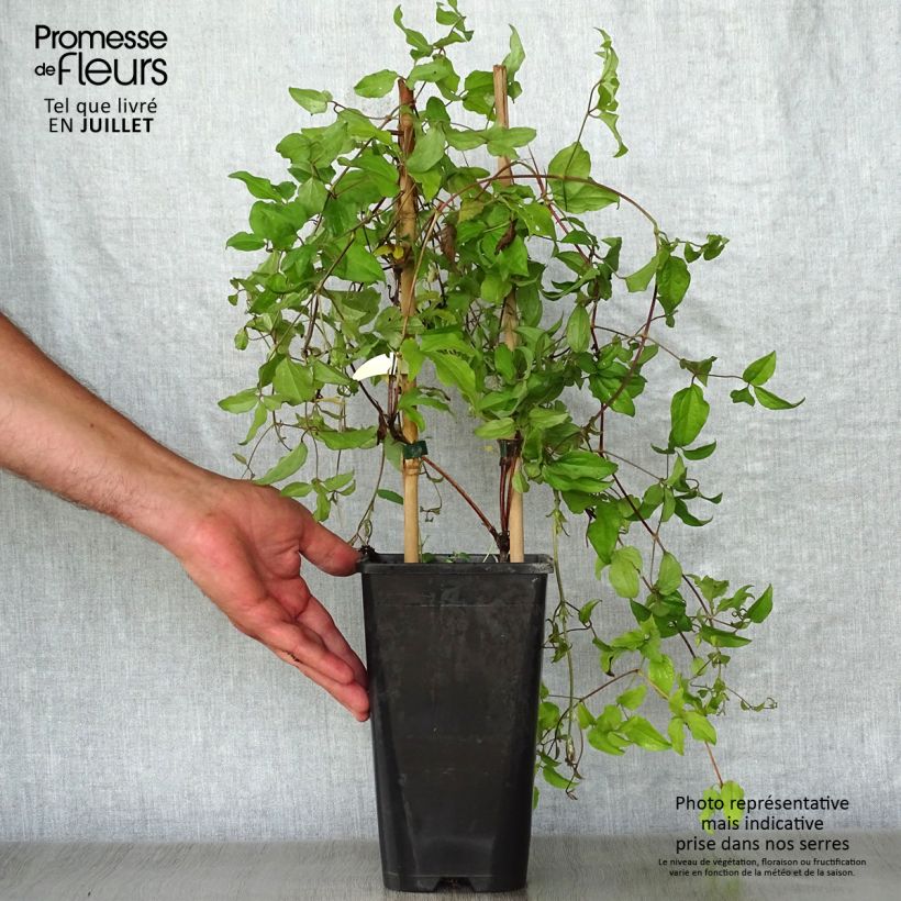 Exemplaar van Clematis jackmanii Superba - Bosrank Pot van 2 l/3 l zoals geleverd in de zomer
