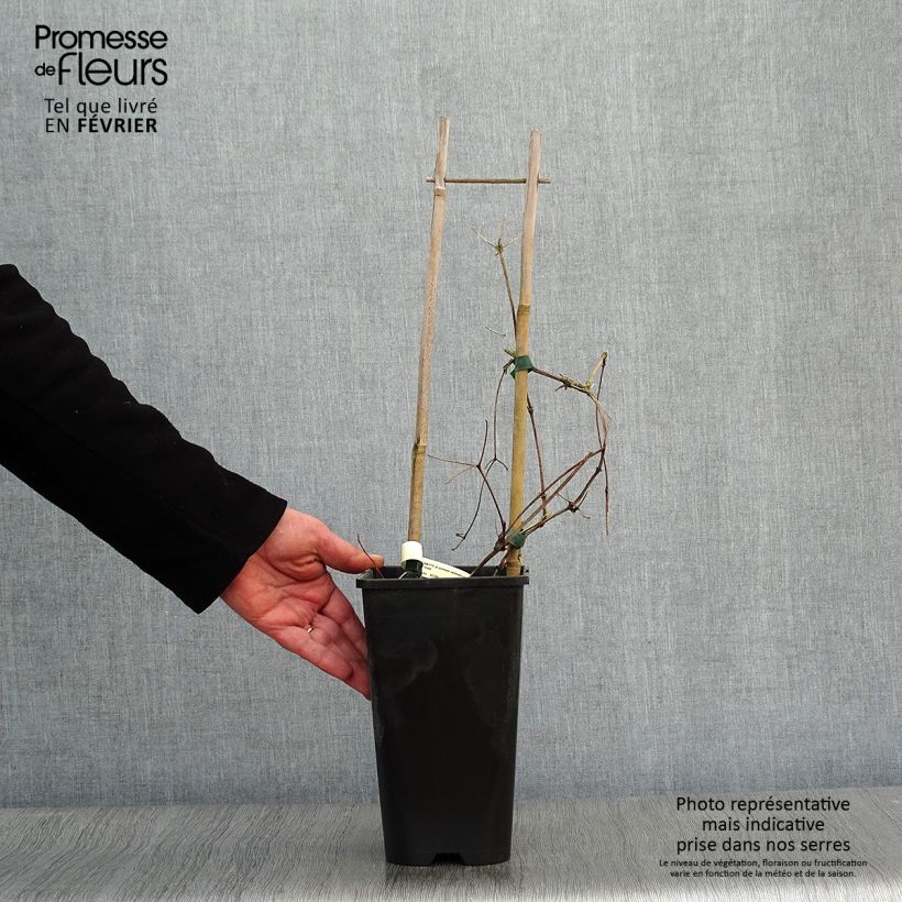 Example of Clematis jackmanii Superba - Bosrank Pot van 2 l/3 l as you get in hiver