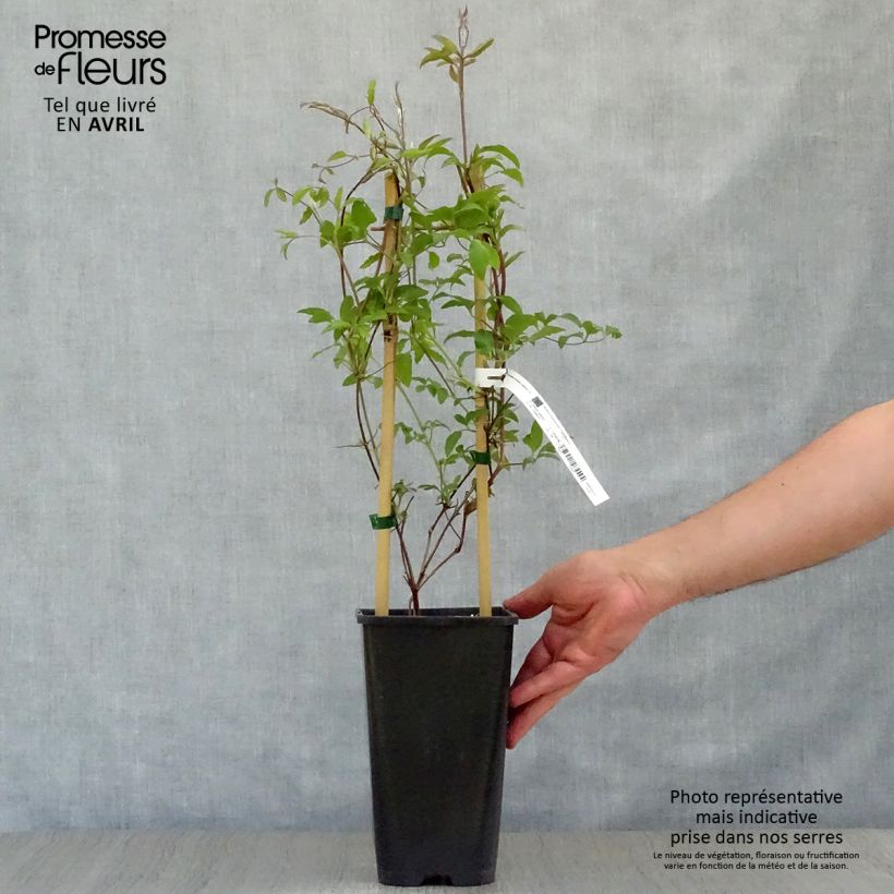 Exemplaar van Clematis jackmanii Superba - Bosrank Pot van 2 l/3 l zoals geleverd in de lente