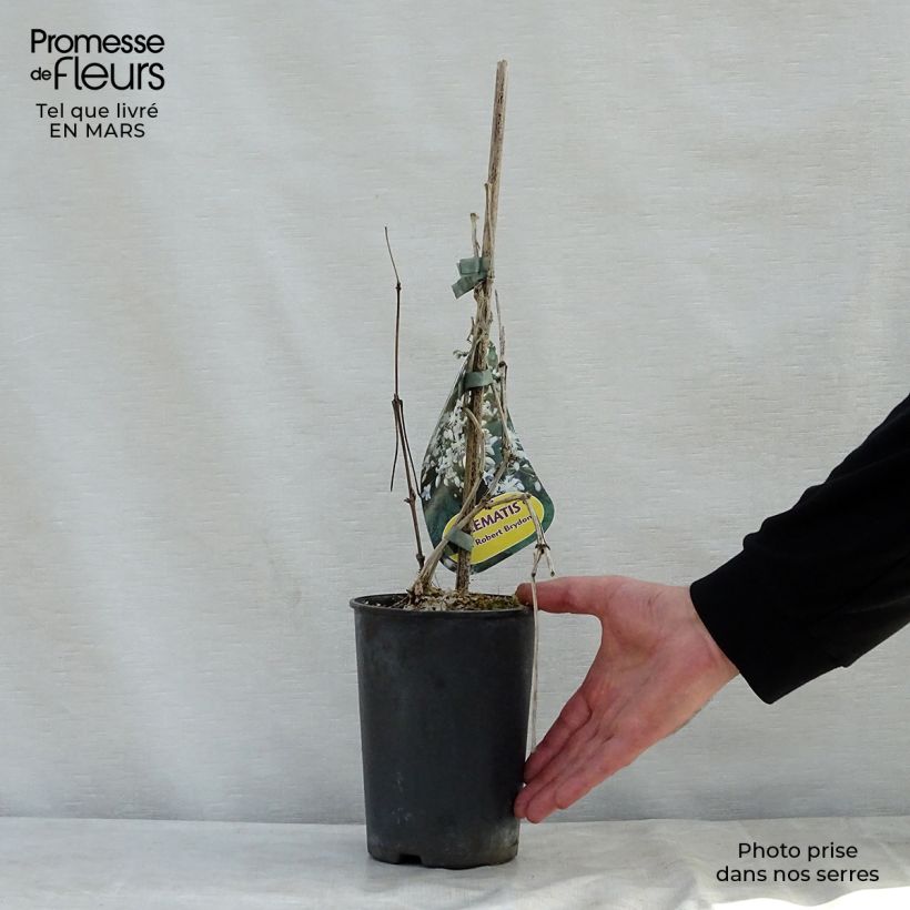 Exemplaar van Clematis jouiniana Robert Brydon - Bosrank Pot van 2 l/3 l zoals geleverd in de lente