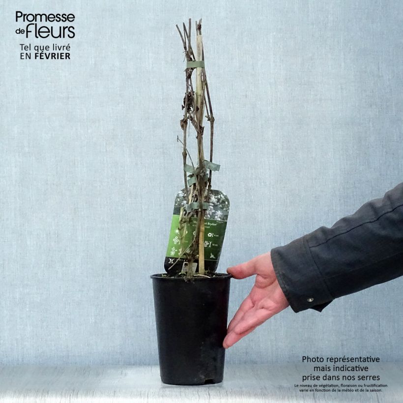 Example of Clématite - Clematis jouiniana Robert Brydon Pot van 2 l/3 l as you get in hiver