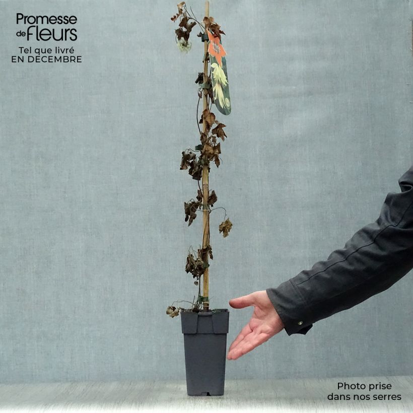 Example of Clématite - Clematis koreana Amber Pot van 2 l/3 l as you get in hiver