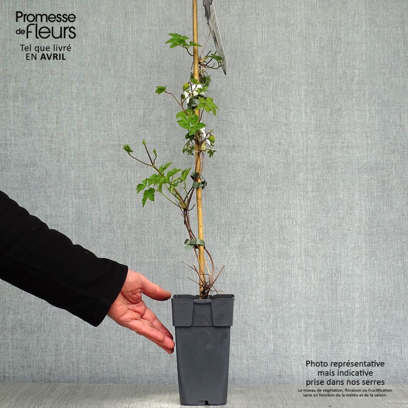 Exemplaar van Clematis koreana Amber - Bosrank Pot van 2 l/3 l zoals geleverd in de lente