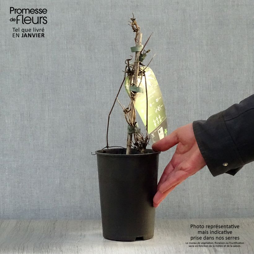 Example of Clématite - Clematis macropetala Broughton Bride Pot van 2 l/3 l as you get in hiver