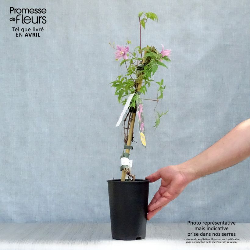 Exemplaar van Clematis macropetala Markhams Pink - Kleinbloemige clematis Pot van 2 l/3 l zoals geleverd in de lente