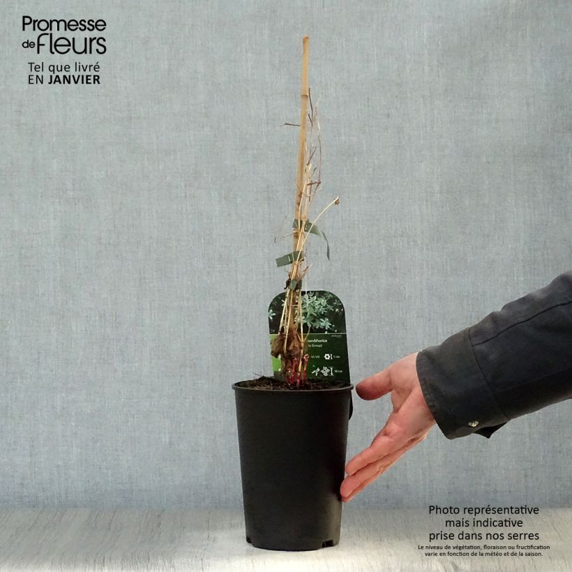 Example of Clématite - Clematis mandshurica Pot van 2 l/3 l as you get in hiver