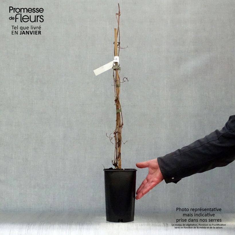 Example of Clématite - Clematis montana Elisabeth Pot van 2 l/3 l as you get in hiver