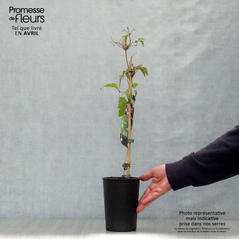 Exemplaar van Clematis montana Freda - Bergbosrank Pot van 2 l/3 l zoals geleverd in de lente