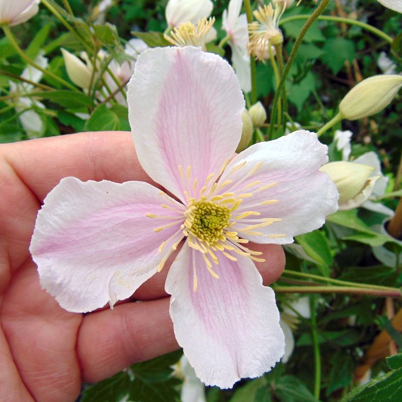Clematis montana Giant Star - Bergbosrank (Flowering)