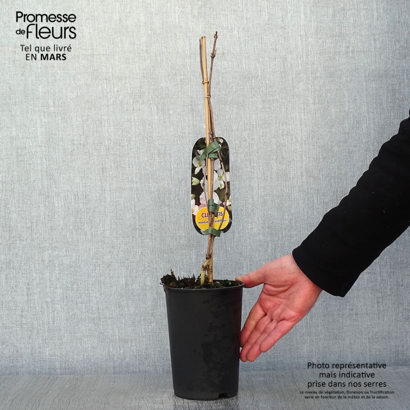 Example of Clematis montana Grandiflora - Bergbosrank Pot van 1,5 l/2 l as you get in hiver