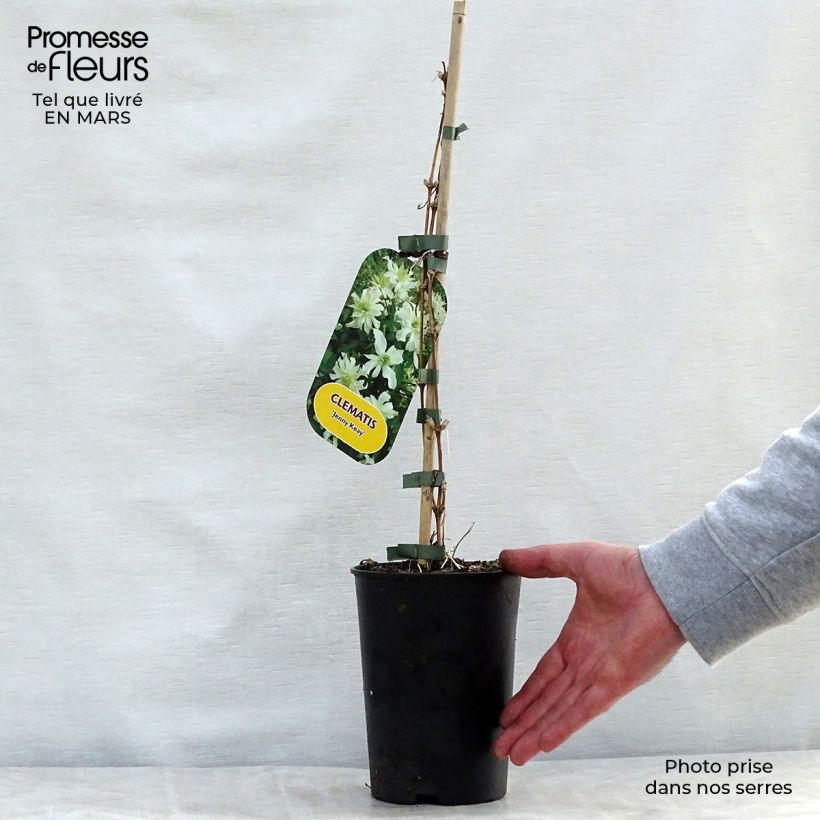 Exemplaar van Clematis montana Jenny Keay - Bergbosrank Pot van 2 l/3 l zoals geleverd in de lente