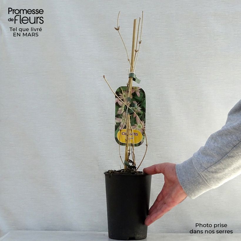 Exemplaar van Clematis montana Marjorie - Bergbosrank Pot van 2 l/3 l zoals geleverd in de lente