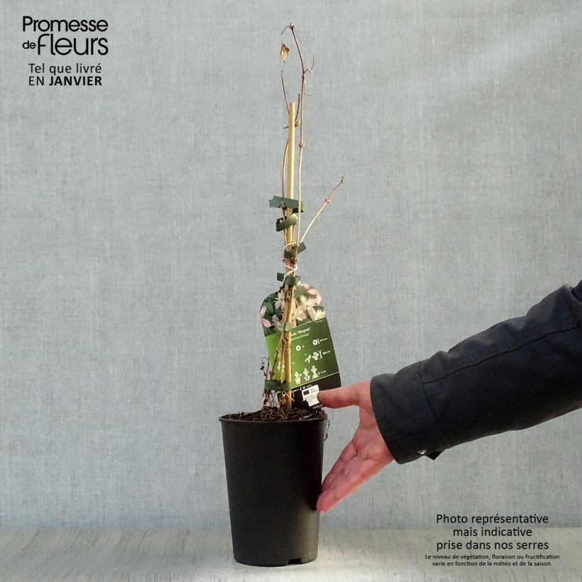 Example of Clematis montana Marjorie - Bergbosrank Pot van 2 l/3 l as you get in hiver