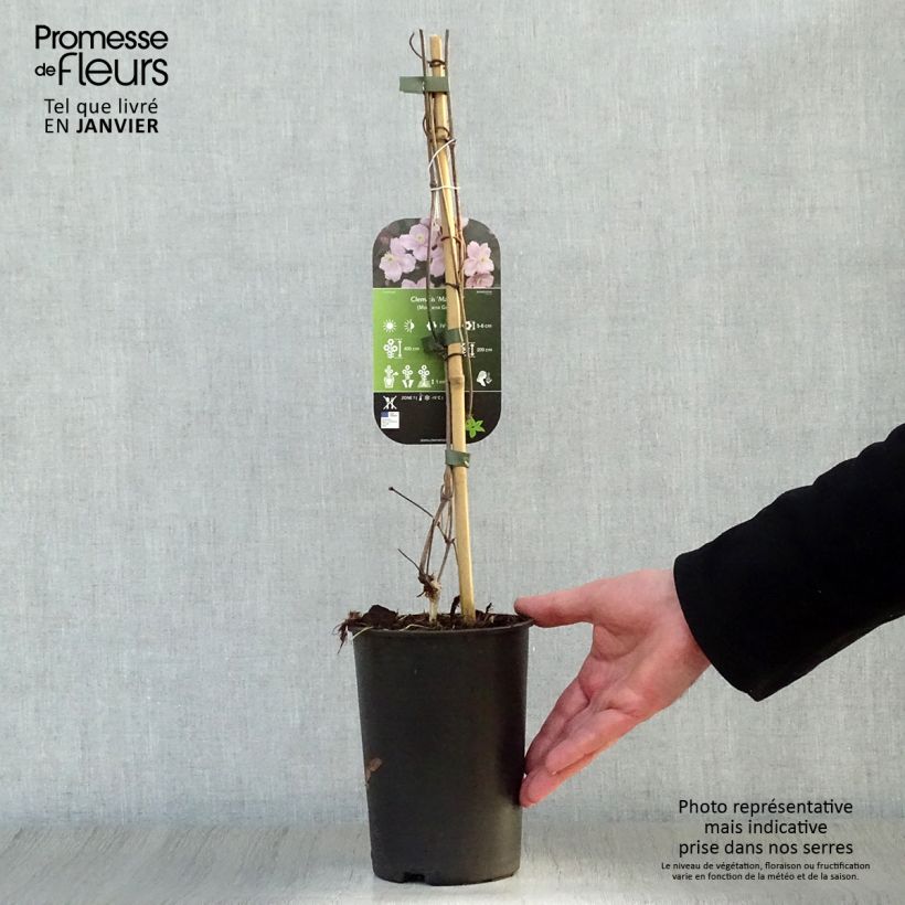 Example of Clématite - Clematis montana Mayleen Pot van 2 l/3 l as you get in hiver