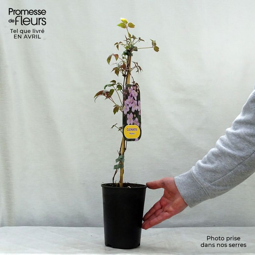 Exemplaar van Clematis montana Mayleen - Bergbosrank Pot van 2 l/3 l zoals geleverd in de lente