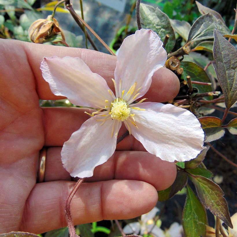 Clematis montana Rosebud - Bergbosrank (Bloei)