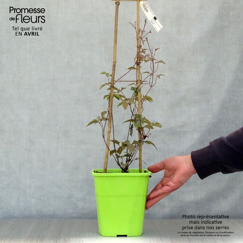 Exemplaar van Clematis montana Rosebud - Bergbosrank Pot van 3 l/4 l zoals geleverd in de lente