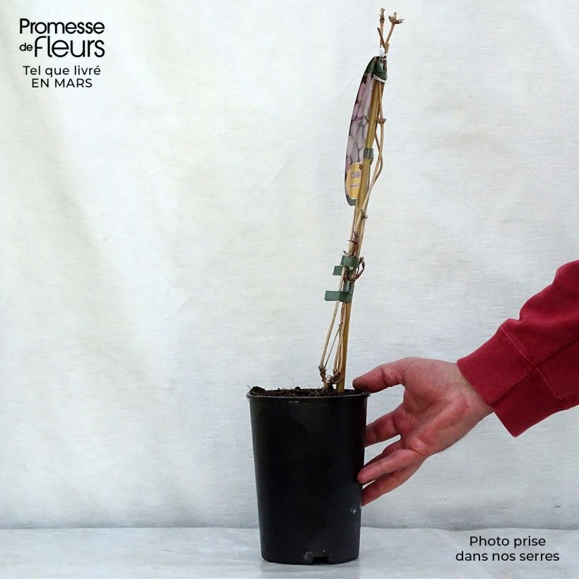 Example of Clematis montana Rubens - Bergbosrank Pot van 1,5 l/2 l as you get in hiver