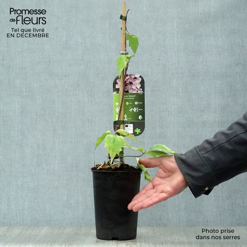 Example of Clematis montana Sanssouci - Bergbosrank Pot van 2 l/3 l as you get in hiver