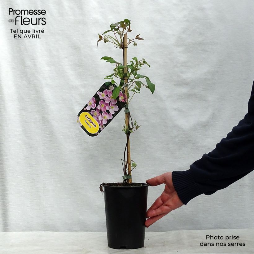 Exemplaar van Clematis montana Sanssouci - Bergbosrank Pot van 2 l/3 l zoals geleverd in de lente