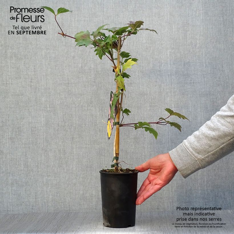 Exemplaar van Clematis montana Sanssouci - Bergbosrank Pot van 2 l/3 l zoals geleverd in de herfst
