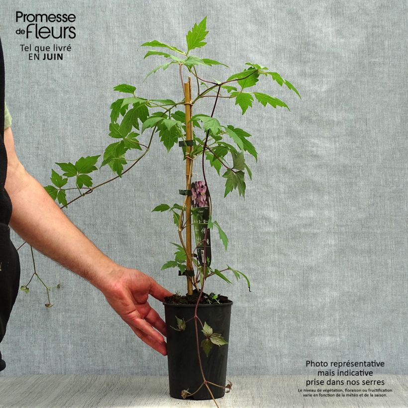 Exemplaar van Clematis montana Sanssouci - Bergbosrank Pot van 2 l/3 l zoals geleverd in de zomer