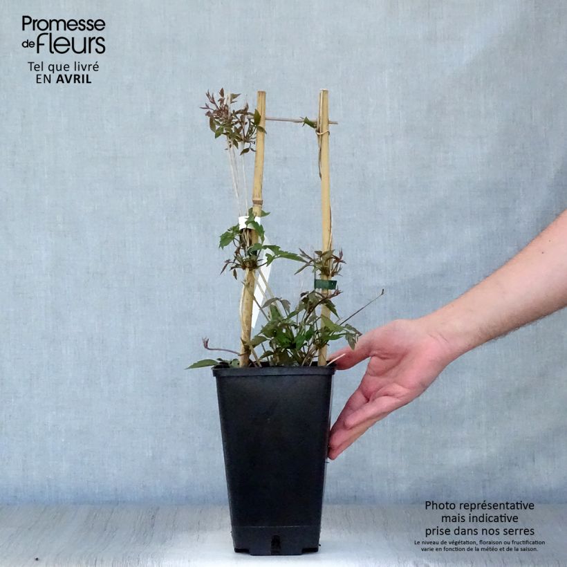 Exemplaar van Clematis montana Spooneri - Bergbosrank Pot van 2 l/3 l zoals geleverd in de lente