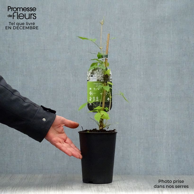 Example of Clématite - Clematis montana Spring Joy Pot van 2 l/3 l as you get in hiver