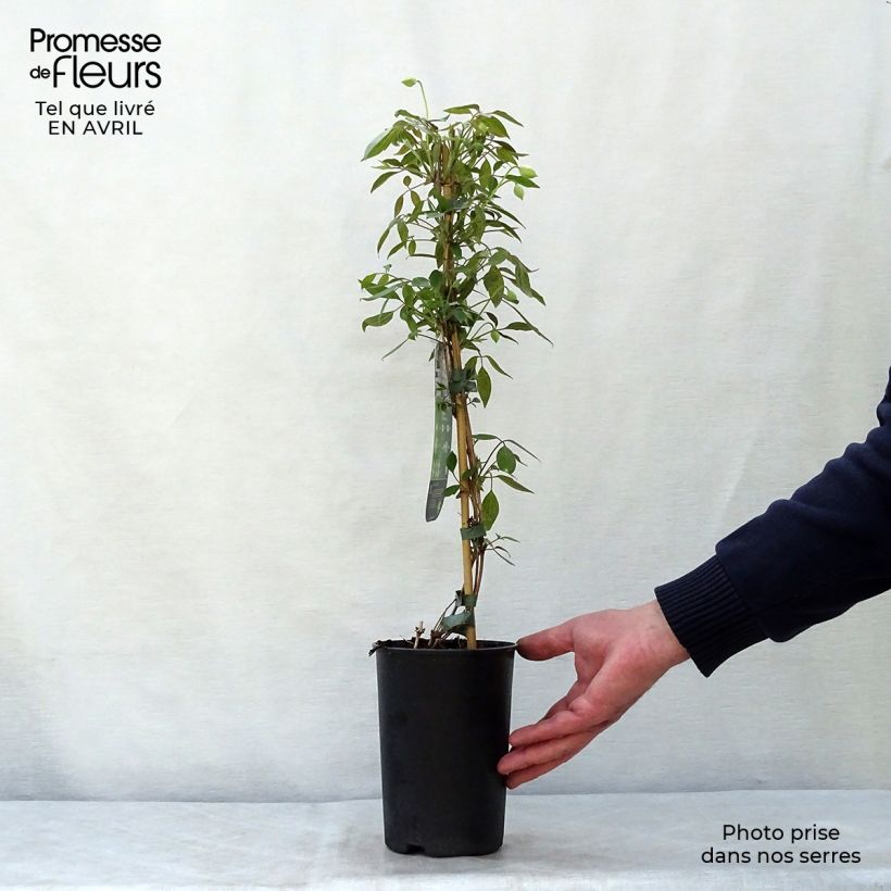 Exemplaar van Clematis montana Spring Joy - Bergbosrank Pot van 2 l/3 l zoals geleverd in de lente