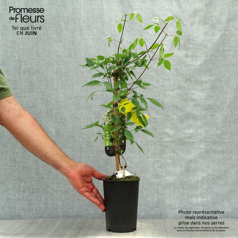 Exemplaar van Clematis montana Spring Joy - Bergbosrank Pot van 2 l/3 l zoals geleverd in de zomer
