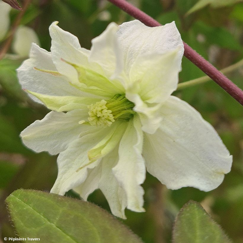 Clematis montana Starlet White Perfume - Bergbosrank (Flowering)