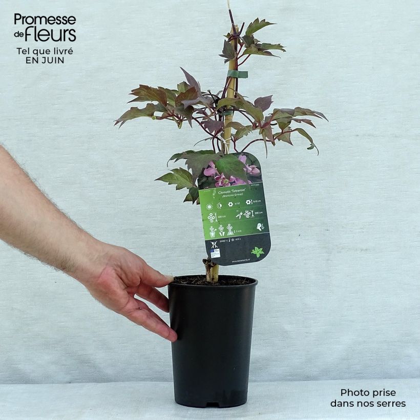 Exemplaar van Clematis montana Tetrarose - Bergbosrank Pot van 2 l/3 l zoals geleverd in de zomer