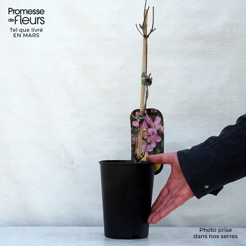 Exemplaar van Clematis montana Tetrarose - Bergbosrank Pot van 2 l/3 l zoals geleverd in de lente