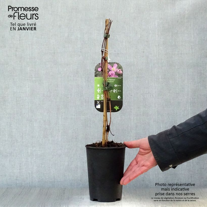 Example of Clématite - Clematis montana Tetrarose Pot van 2 l/3 l as you get in hiver