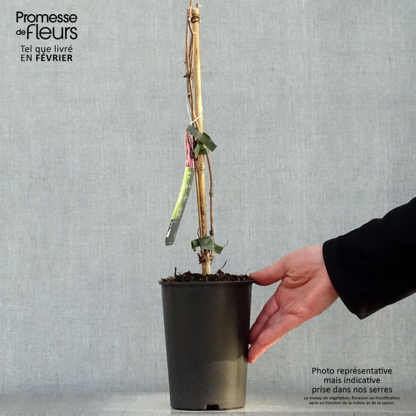 Example of Clématite - Clematis montana Van Gogh Pot van 2 l/3 l as you get in hiver