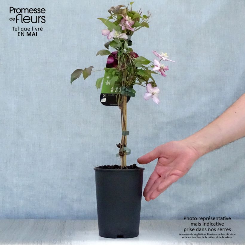 Exemplaar van Clematis montana Van Gogh - Bergbosrank Pot van 2 l/3 l zoals geleverd in de lente