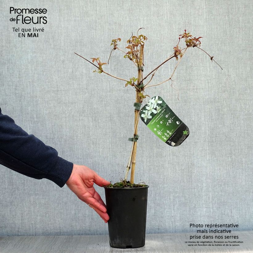Exemplaar van Clematis montana Wilsonii - Bergbosrank Pot van 2 l/3 l zoals geleverd in de lente