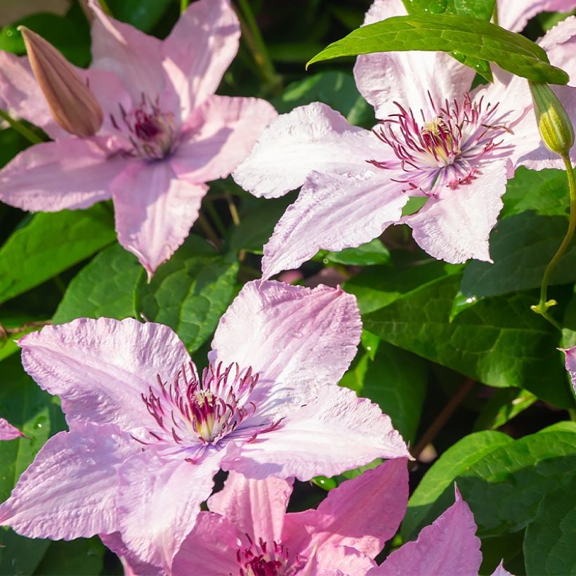 Clematis patens Mandy - Bosrank (Flowering)