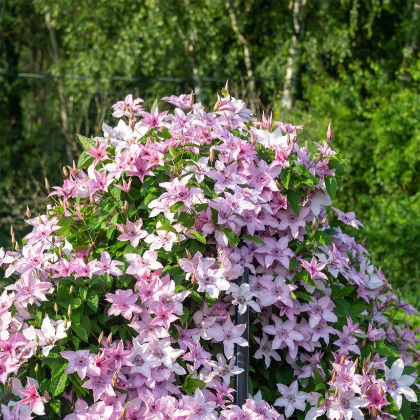 Clematis patens Mandy - Bosrank (Plant habit)