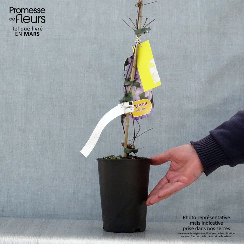 Exemplaar van Clematis patens Spotlight - Bosrank Pot van 2 l/3 l zoals geleverd in de lente