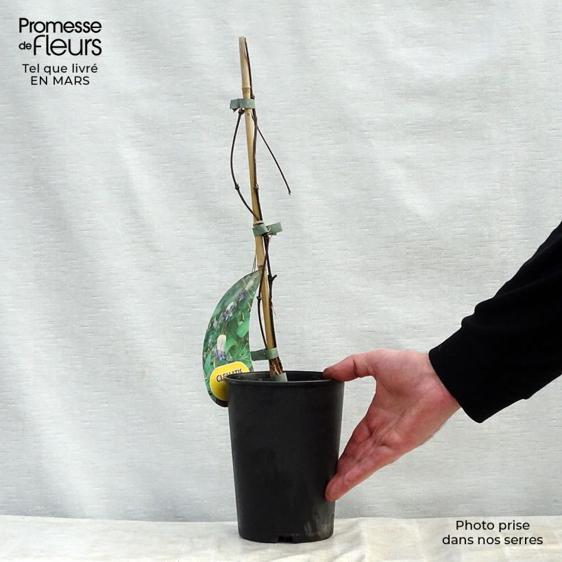 Exemplaar van Clematis viorna Pitcheri - Kleinbloemige clematis Pot van 2 l/3 l zoals geleverd in de lente