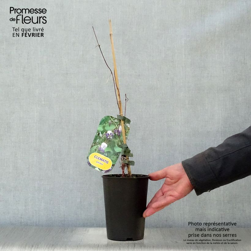 Example of Clématite - Clematis pitcheri Pot van 2 l/3 l as you get in hiver