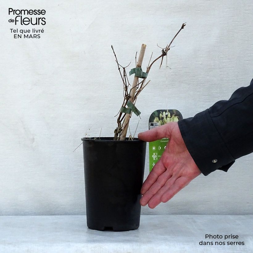 Exemplaar van Clematis rehderiana - Bosrank Pot van 2 l/3 l zoals geleverd in de lente