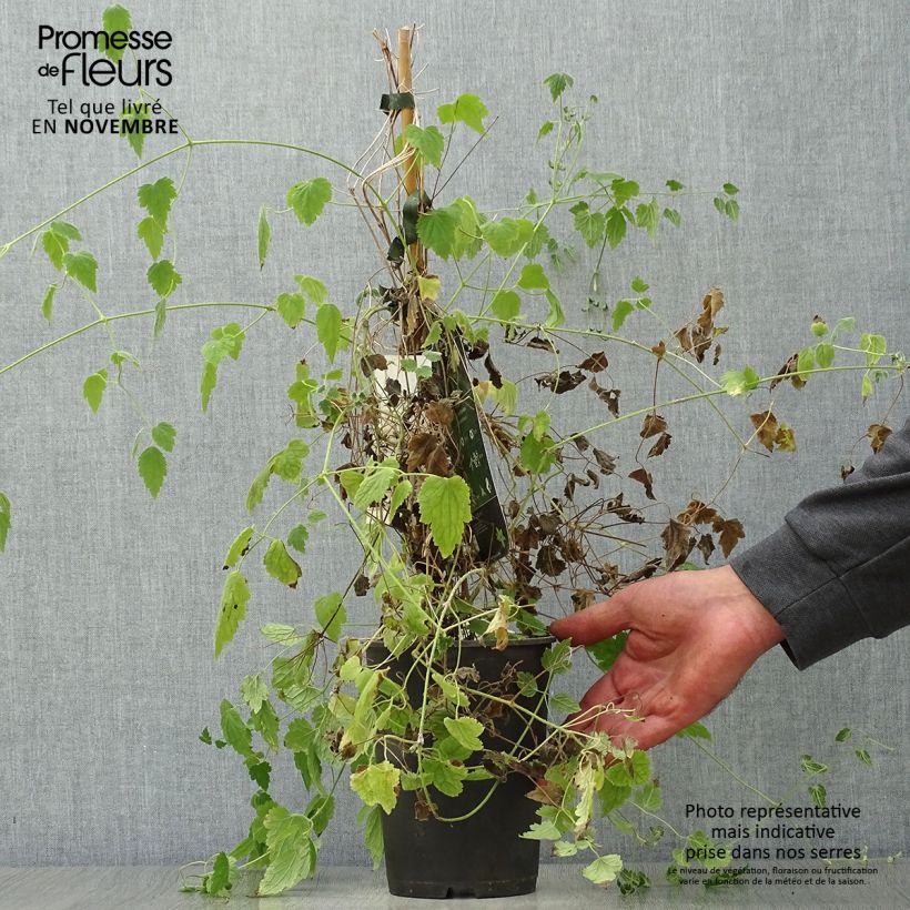 Exemplaar van Clematis rehderiana - Bosrank Pot van 2 l/3 l zoals geleverd in de herfst